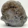 Denckmannia fabalis