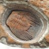 Selenopeltis binodosa