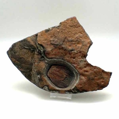 Selenopeltis binodosa Selenopeltis binodosa