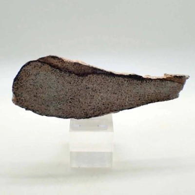 Atlasaurus imelakei Atlasaurus imelakei