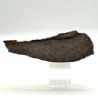  Atlasaurus imelakei