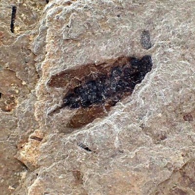 Paleovespa florissantia