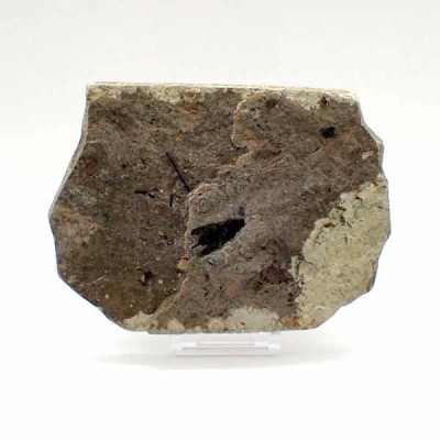  Paleovespa florissantia