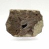  Paleovespa florissantia