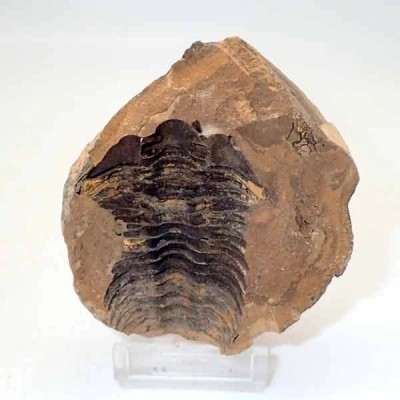 Diacalymene ouzregui Diacalymene ouzregui