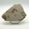 Carpopenaeus callirostris (2)