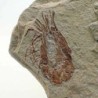  Carpopenaeus callirostris (2)
