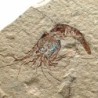  Carpopenaeus callirostris (2)