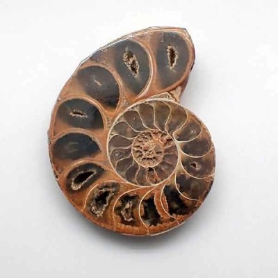 Holcophylloceras sp(seccionado) Holcophylloceras sp(seccionado)