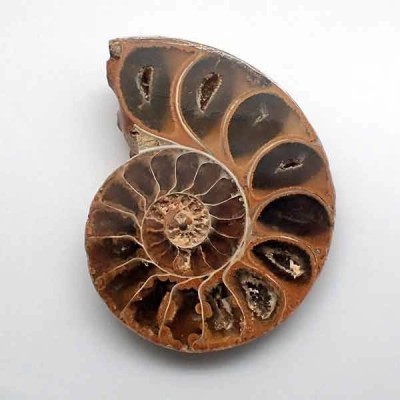 Holcophylloceras sp(seccionado) Holcophylloceras sp(seccionado)
