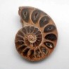  Holcophylloceras sp(seccionado)