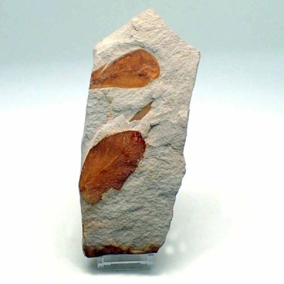 Glossopteris sp Glossopteris sp