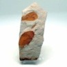 Glossopteris sp