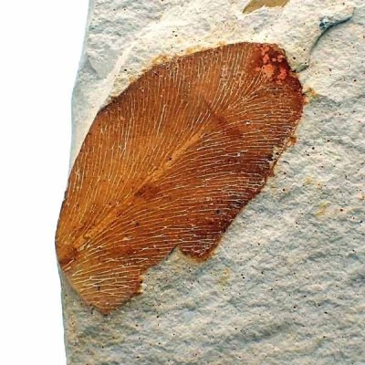 Glossopteris sp Glossopteris sp