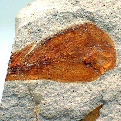 Glossopteris sp Glossopteris sp