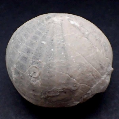 Echinocorys conica Echinocorys conica