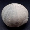 Echinocorys conica