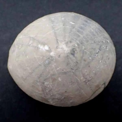 Echinocorys conica Echinocorys conica