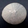  Echinocorys conica