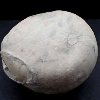 Echinocorys conica Echinocorys conica