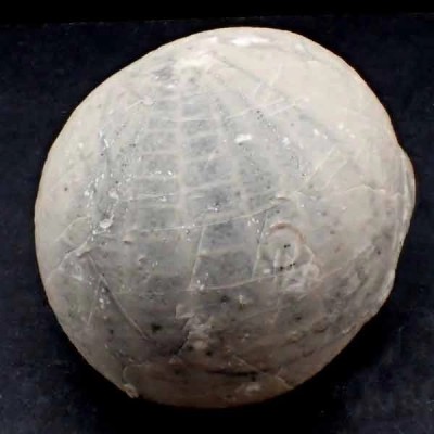 Echinocorys conica Echinocorys conica