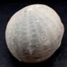  Echinocorys conica