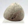  Echinocorys conica