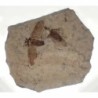  Plecia pealei