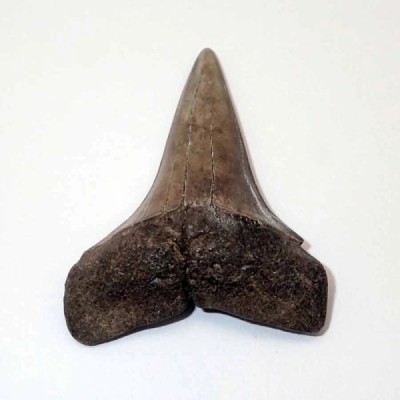 Isurus hastalis Isurus hastalis