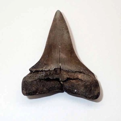 Isurus hastalis Isurus hastalis