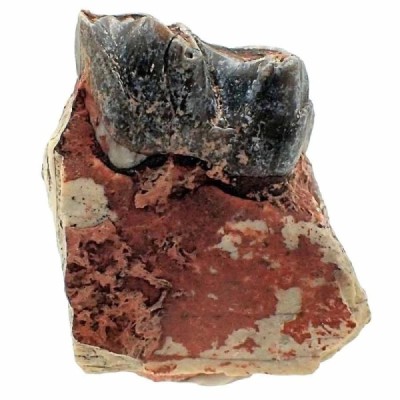 Hyracodon sp Hyracodon sp