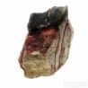  Hyracodon sp