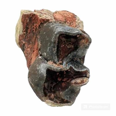 Hyracodon sp Hyracodon sp