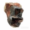  Hyracodon sp