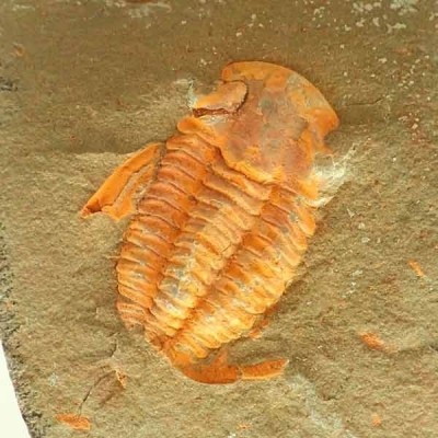 Protolenus aff. pusilla Protolenus aff. pusilla