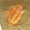  Protolenus aff. pusilla
