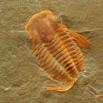 Protolenus aff. pusilla Protolenus aff. pusilla