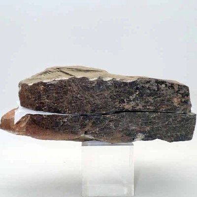 Protolenus aff. pusilla Protolenus aff. pusilla