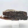  Protolenus aff. pusilla
