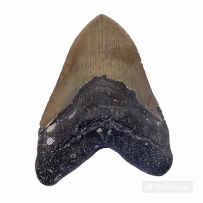 Carcharocles megalodon Carcharocles megalodon