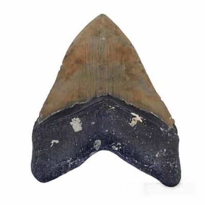 Carcharocles megalodon Carcharocles megalodon