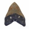  Carcharocles megalodon