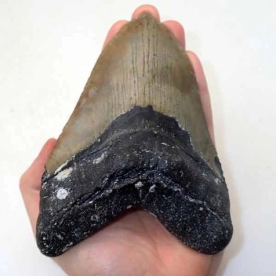 Carcharocles megalodon Carcharocles megalodon