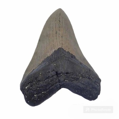 Carcharocles megalodon Carcharocles megalodon