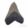 Carcharocles megalodon