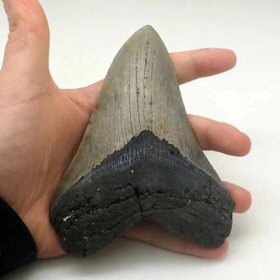 Carcharocles megalodon Carcharocles megalodon