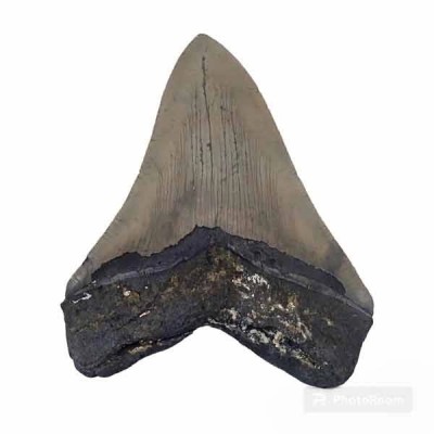 Carcharocles megalodon Carcharocles megalodon