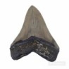  Carcharocles megalodon