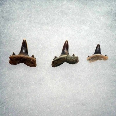 Sphyrna zygaena Sphyrna zygaena