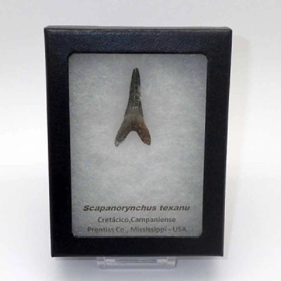 Scapanorynchus texanu Scapanorynchus texanu